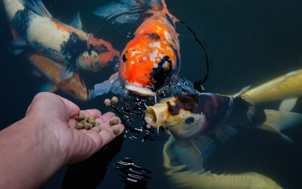 Choosing the Right Feed for Healthy Marine Fish Growth