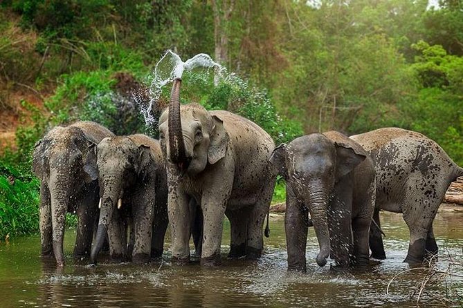Discovering the Stories Behind Rescued Elephants in Koh Samui